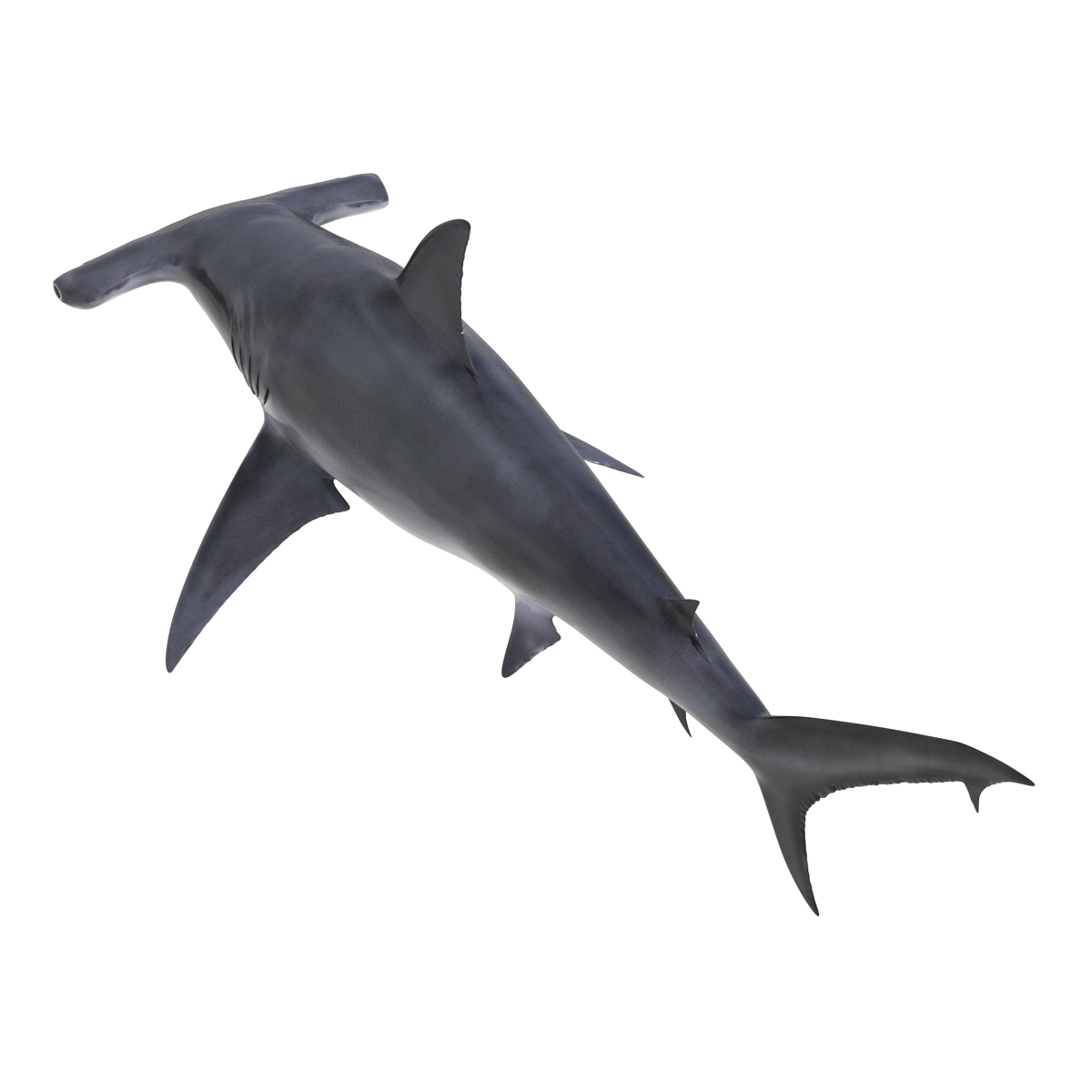 Great Hammerhead Shark 3D