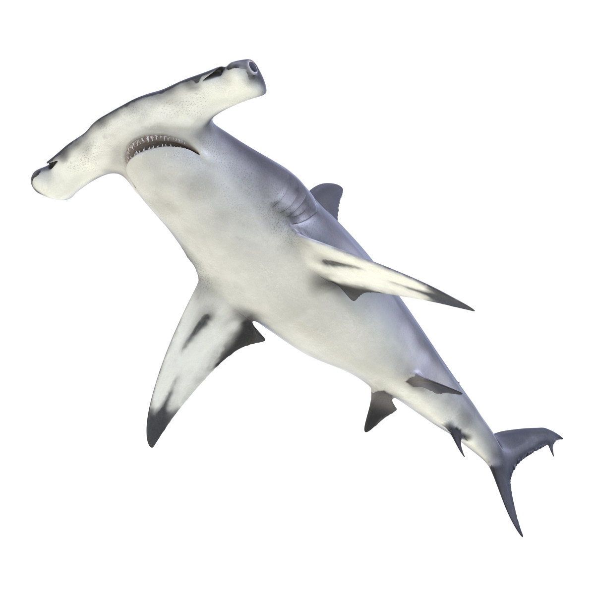 Great Hammerhead Shark 3D