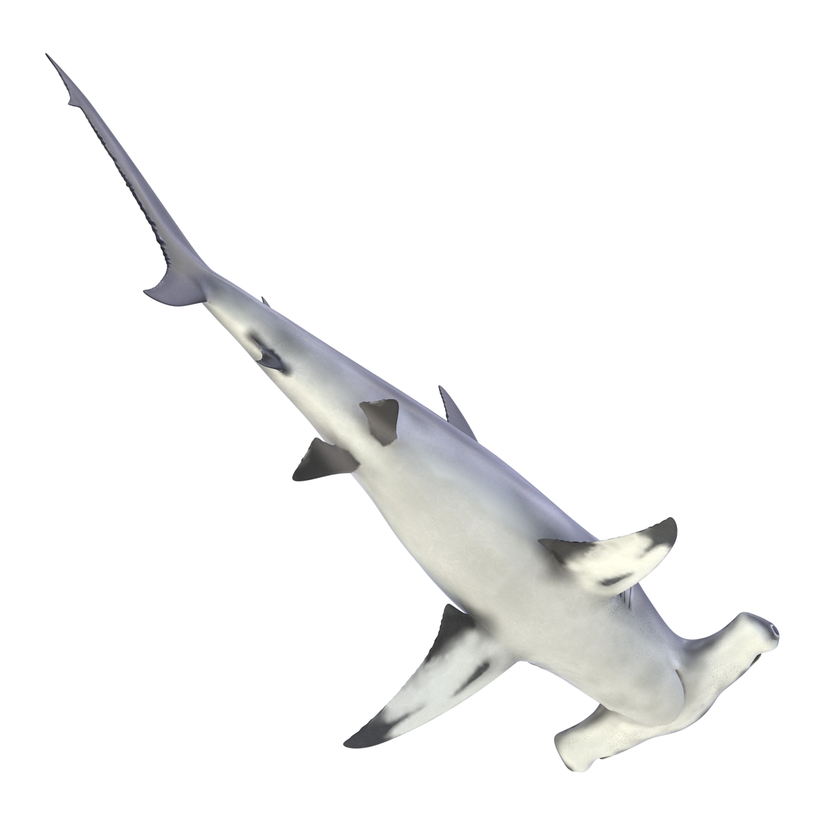 Great Hammerhead Shark 3D