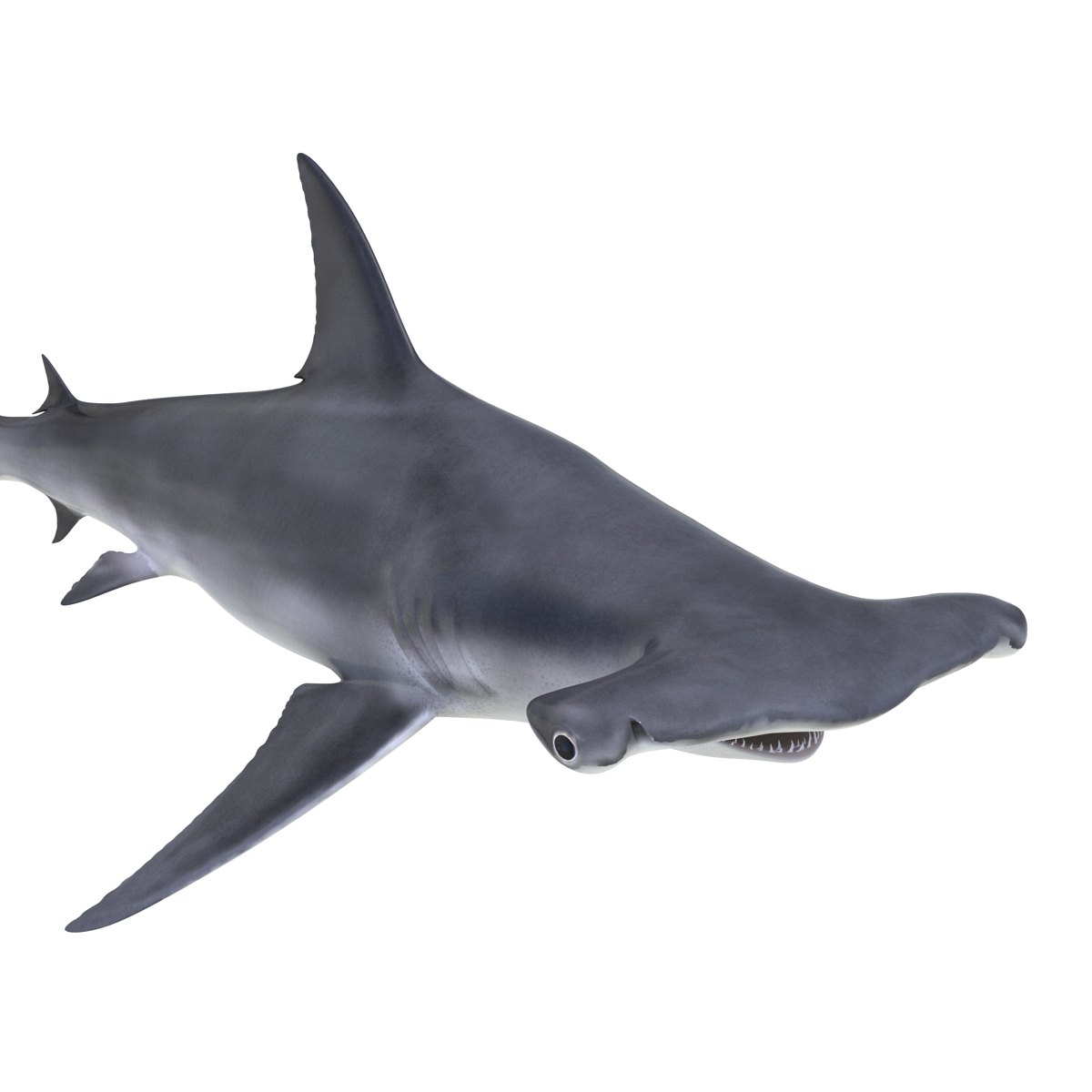 Great Hammerhead Shark 3D