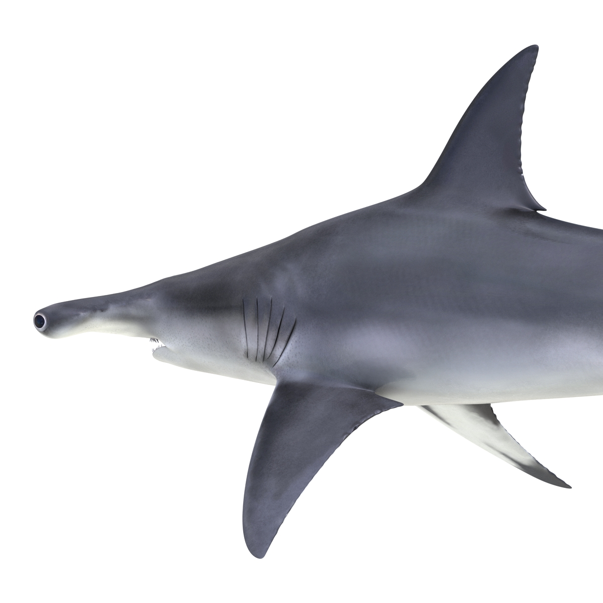 Great Hammerhead Shark 3D