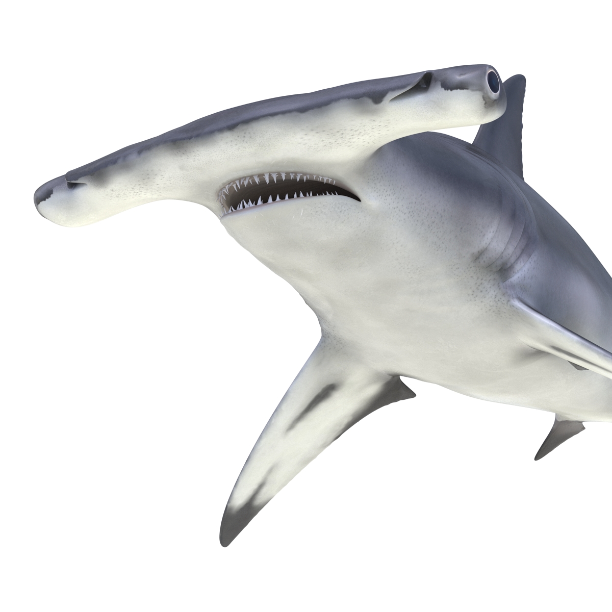 Great Hammerhead Shark 3D