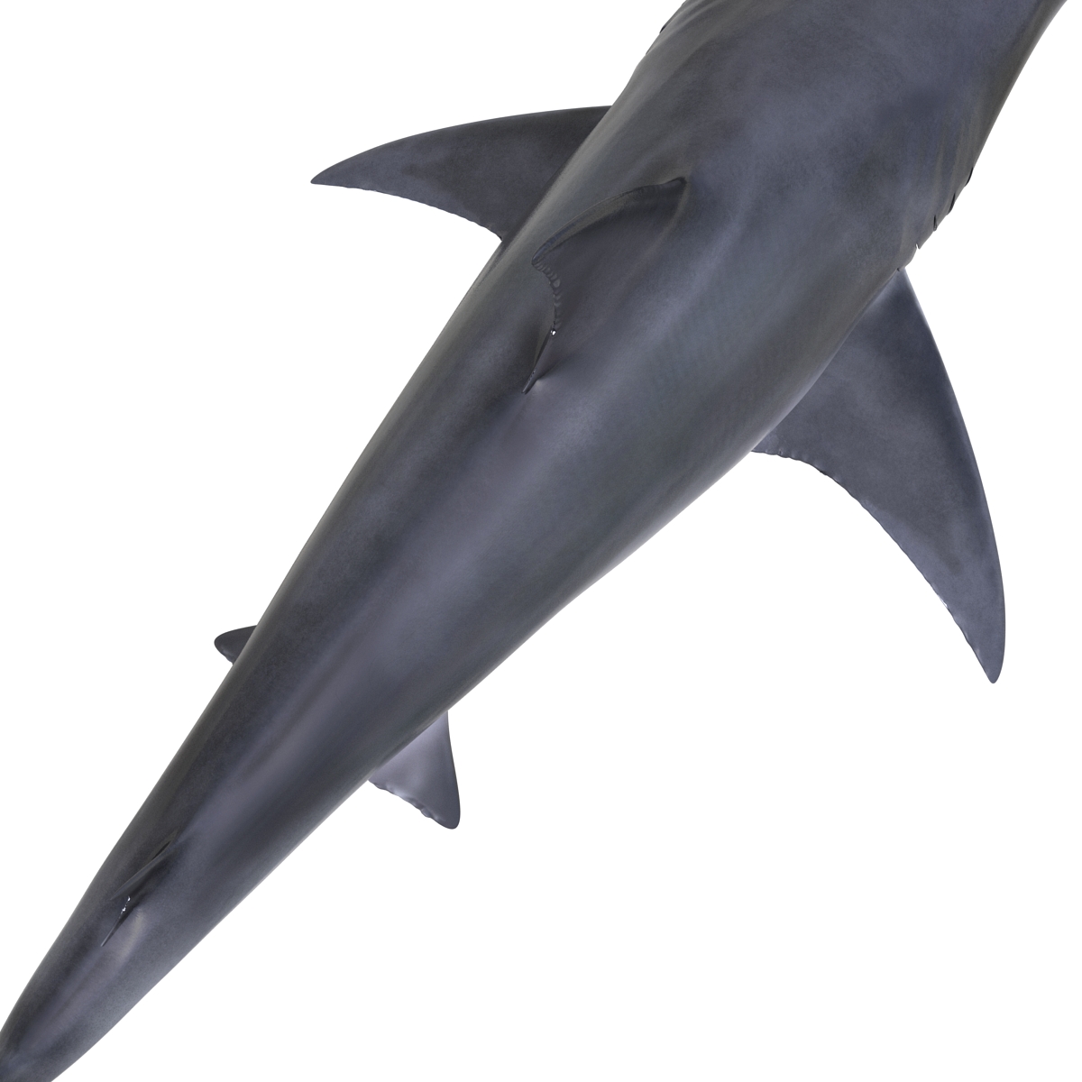 Great Hammerhead Shark 3D