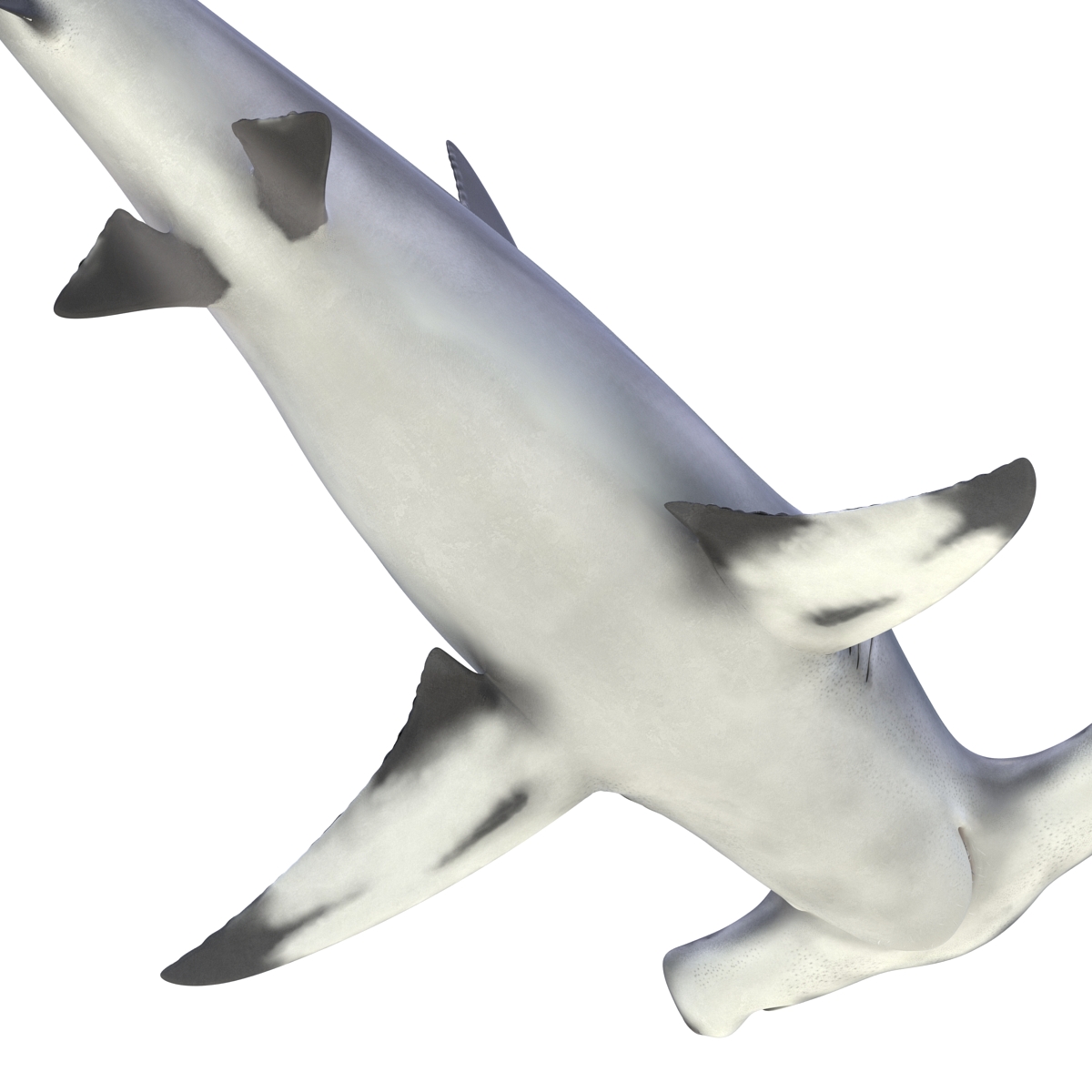 Great Hammerhead Shark 3D