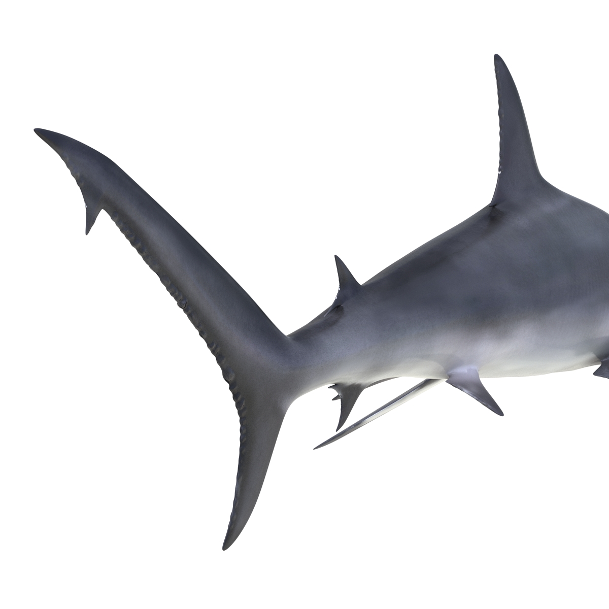 Great Hammerhead Shark 3D