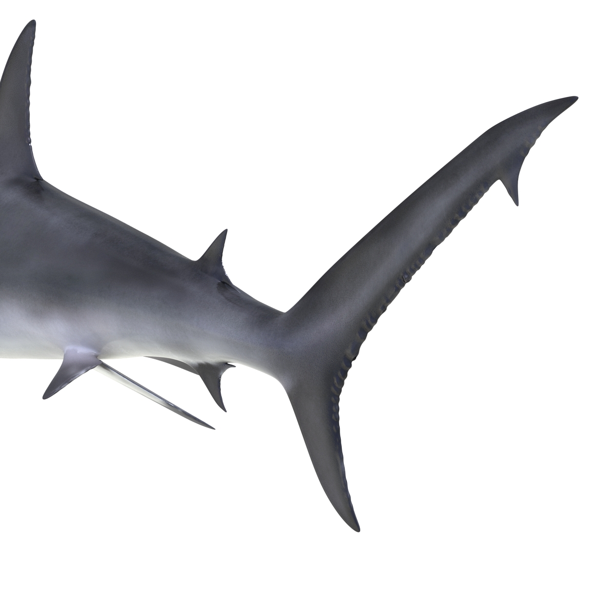 Great Hammerhead Shark 3D