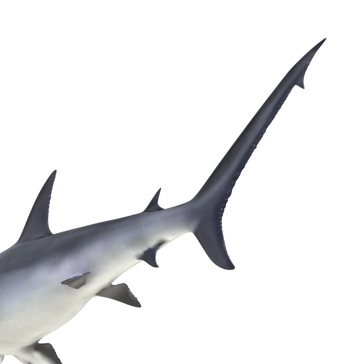 Great Hammerhead Shark 3D