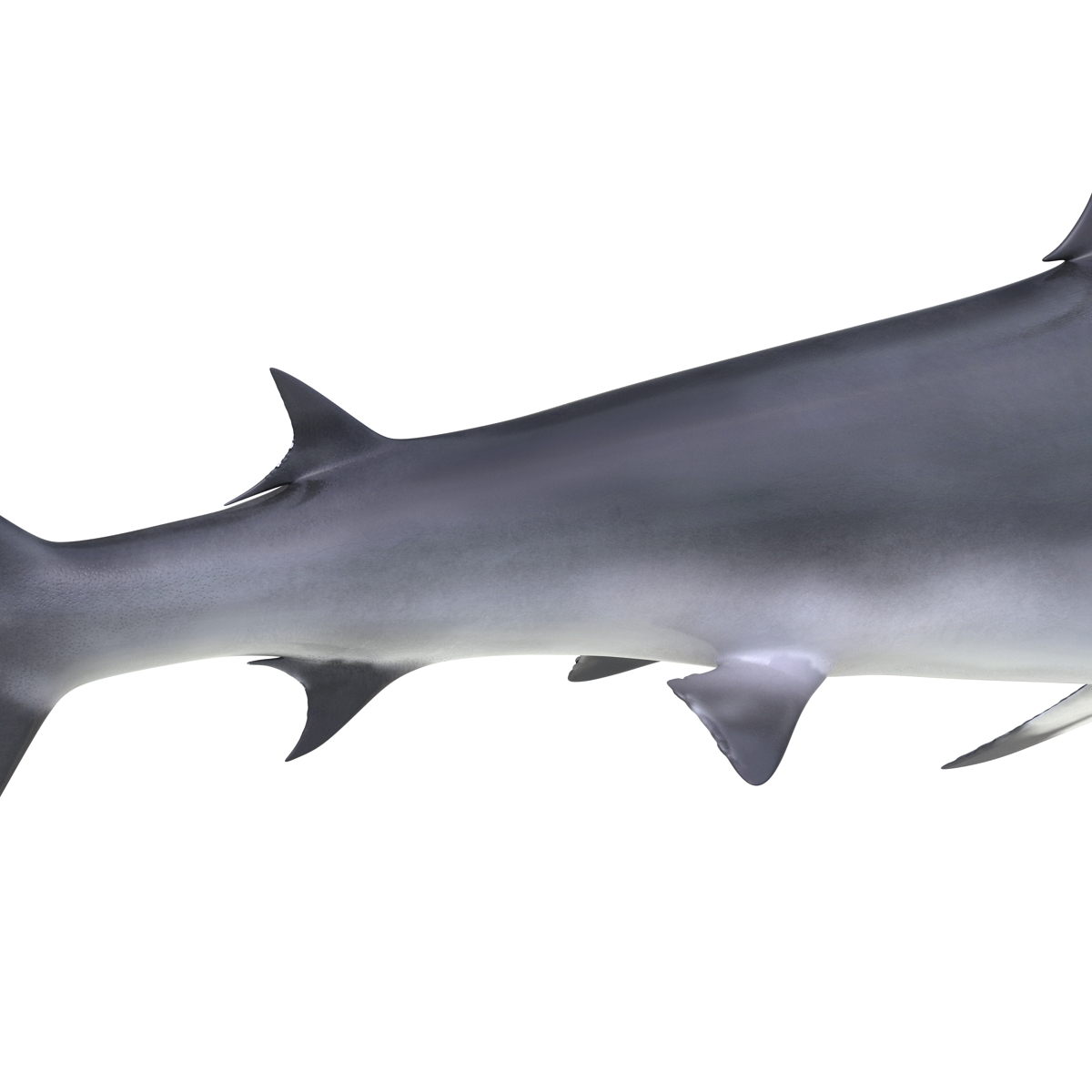 Great Hammerhead Shark 3D