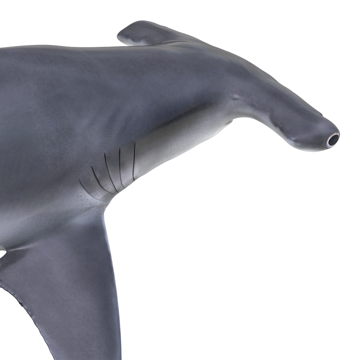 Great Hammerhead Shark 3D