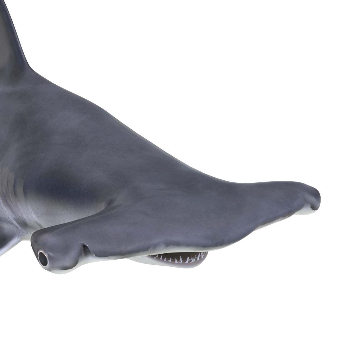 Great Hammerhead Shark 3D