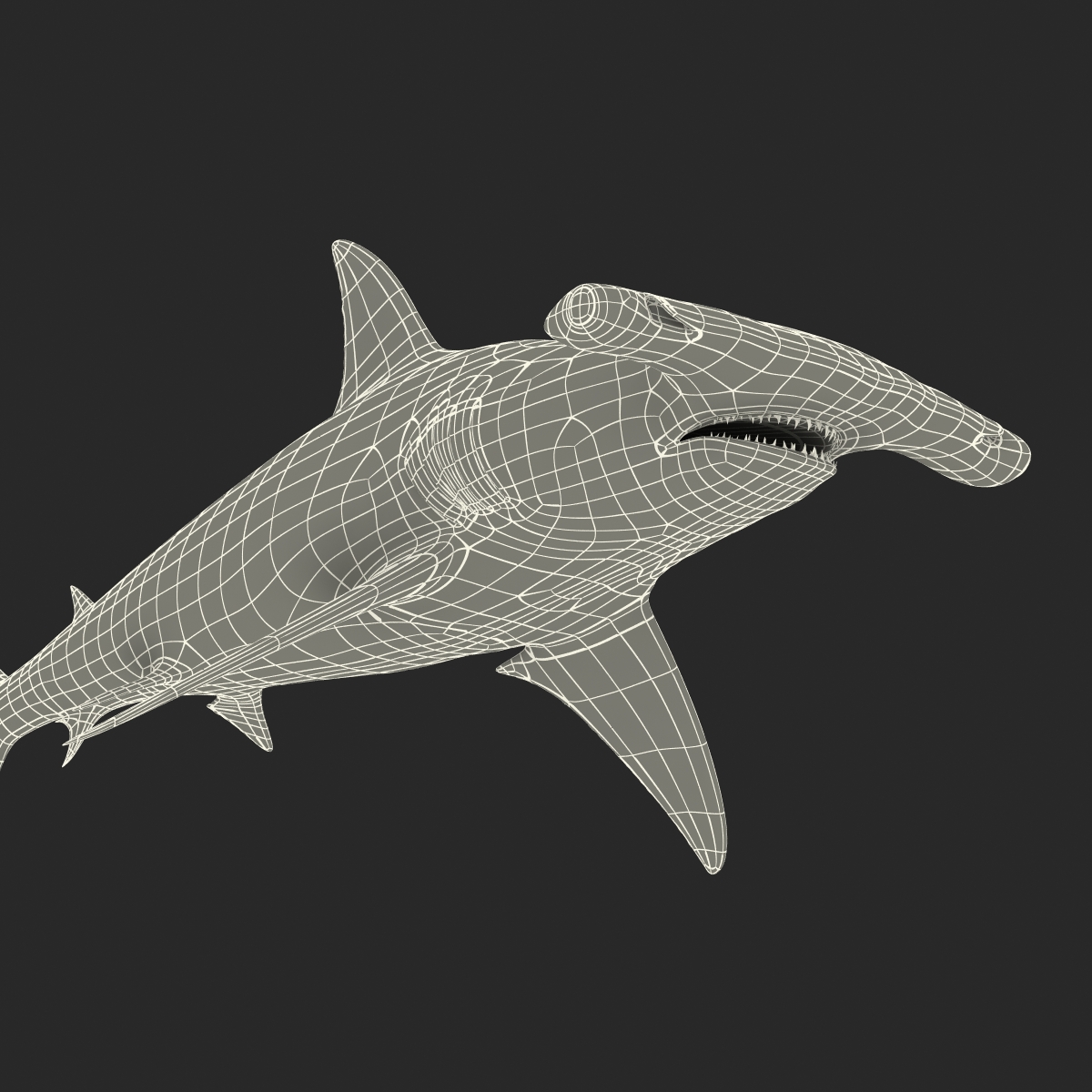 Great Hammerhead Shark 3D