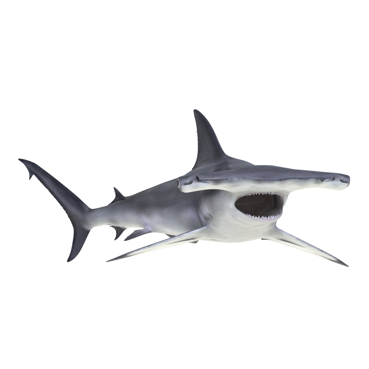 Great Hammerhead Shark Pose 2 3D model