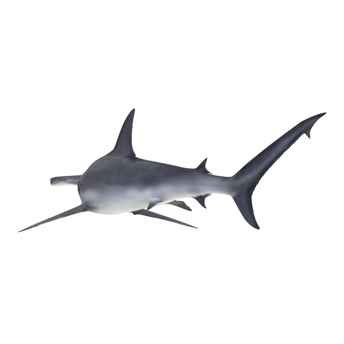 Great Hammerhead Shark Pose 2 3D model