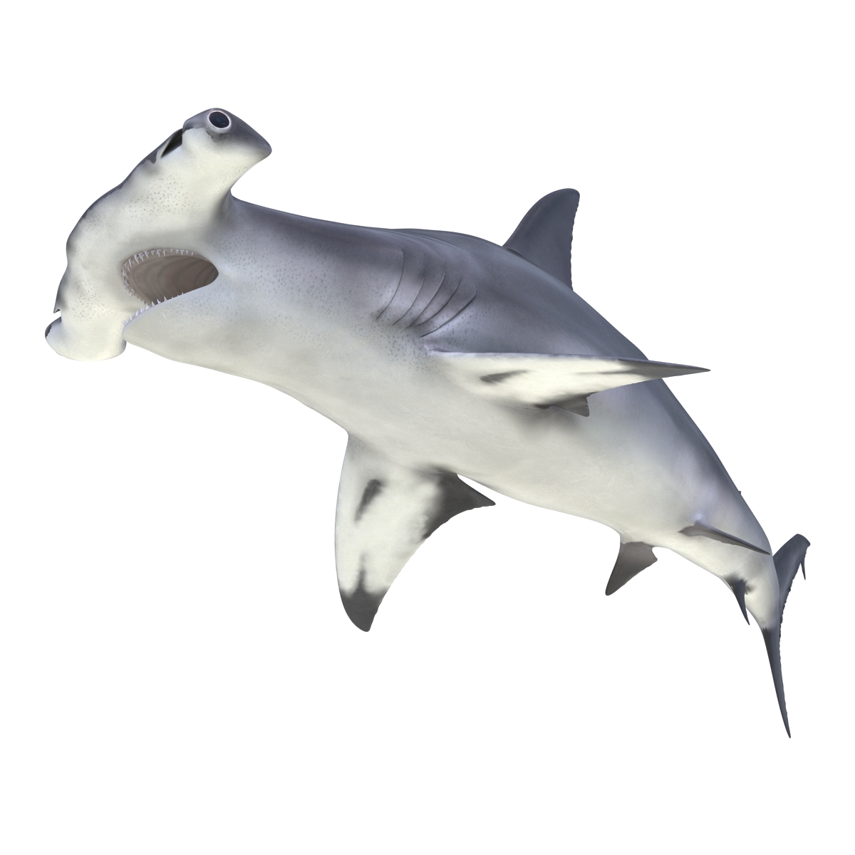 Great Hammerhead Shark Pose 2 3D model