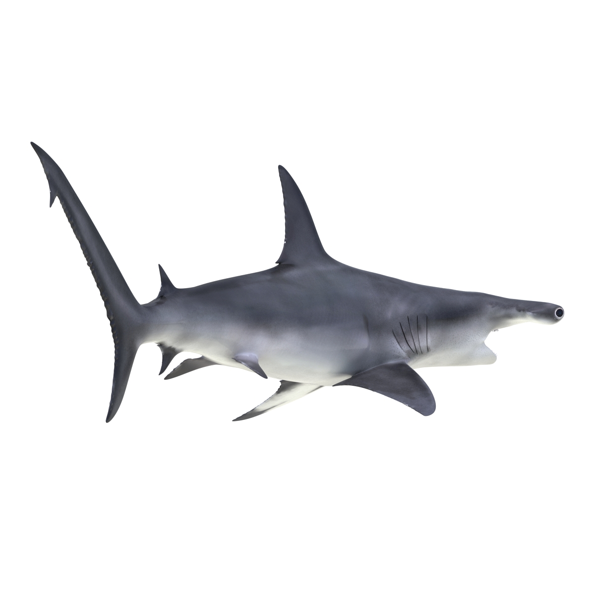 Great Hammerhead Shark Pose 2 3D model