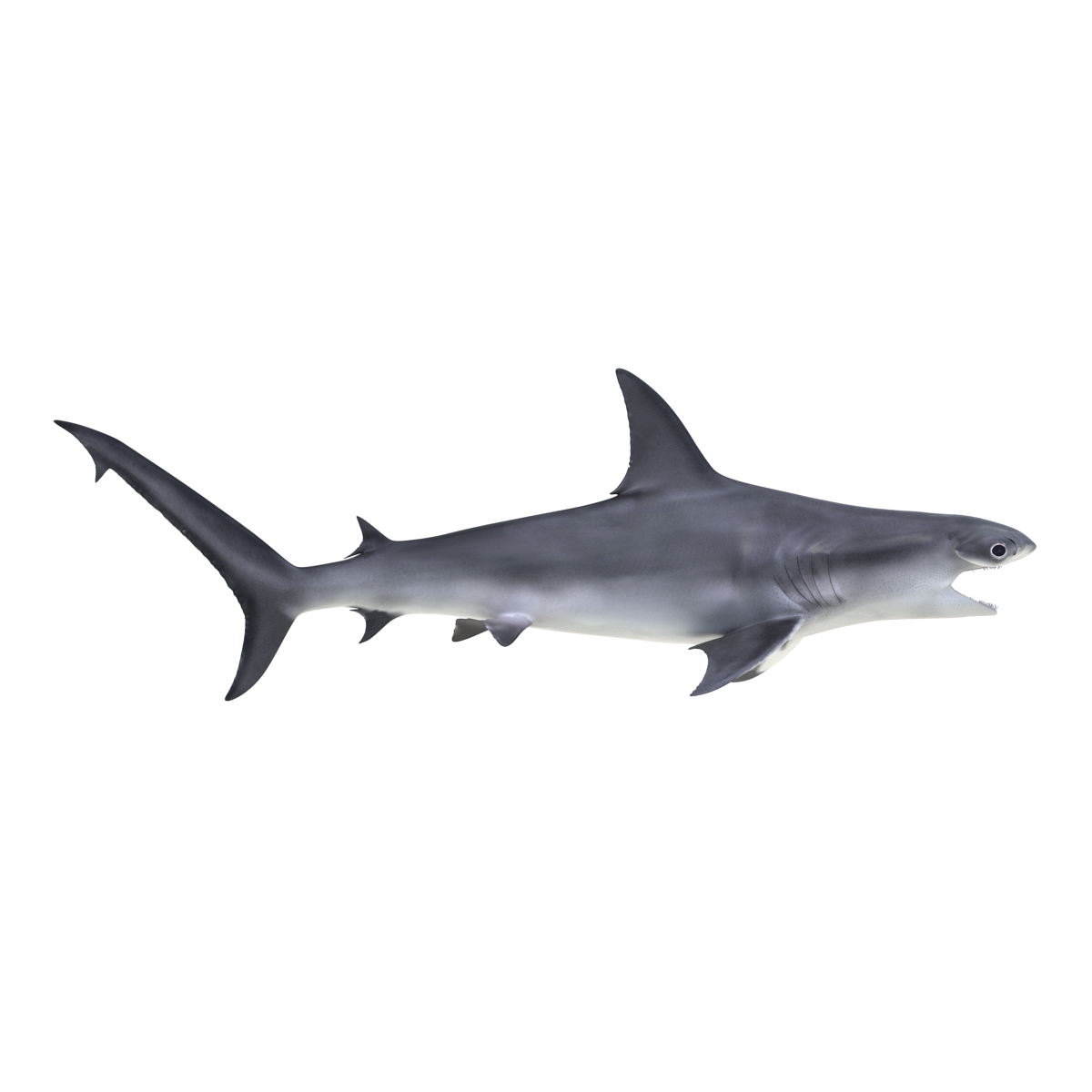 Great Hammerhead Shark Pose 2 3D model