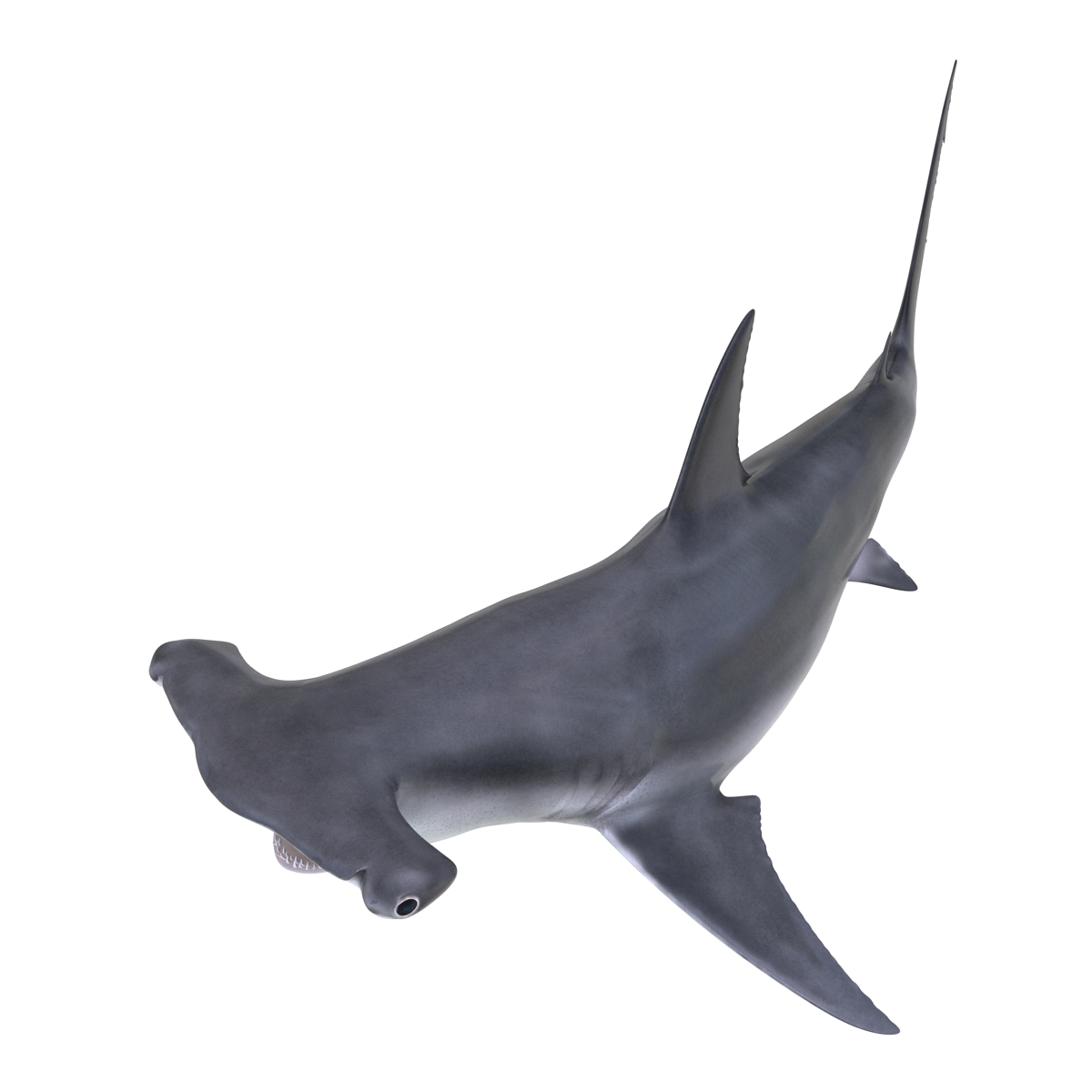 Great Hammerhead Shark Pose 2 3D model