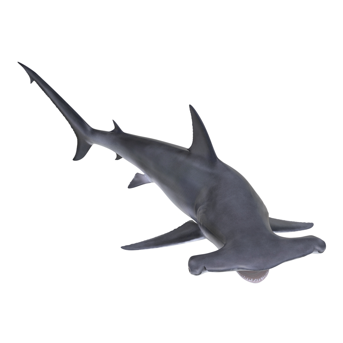 Great Hammerhead Shark Pose 2 3D model