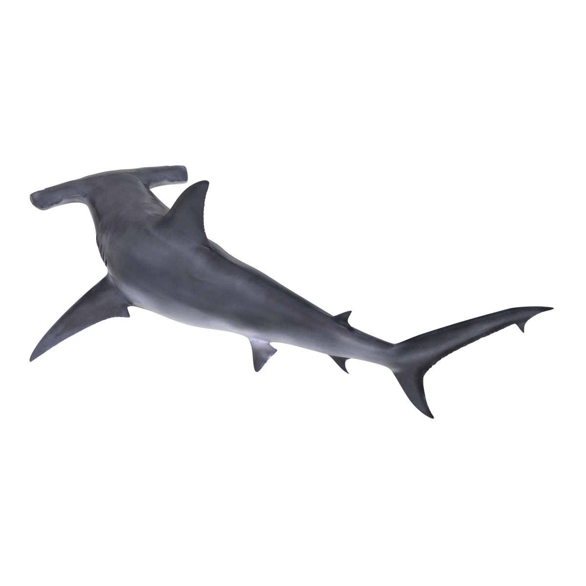 Great Hammerhead Shark Pose 2 3D model