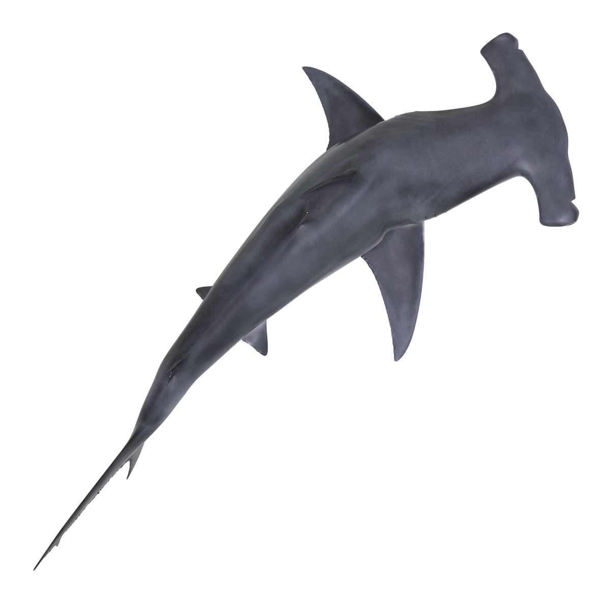 Great Hammerhead Shark Pose 2 3D model