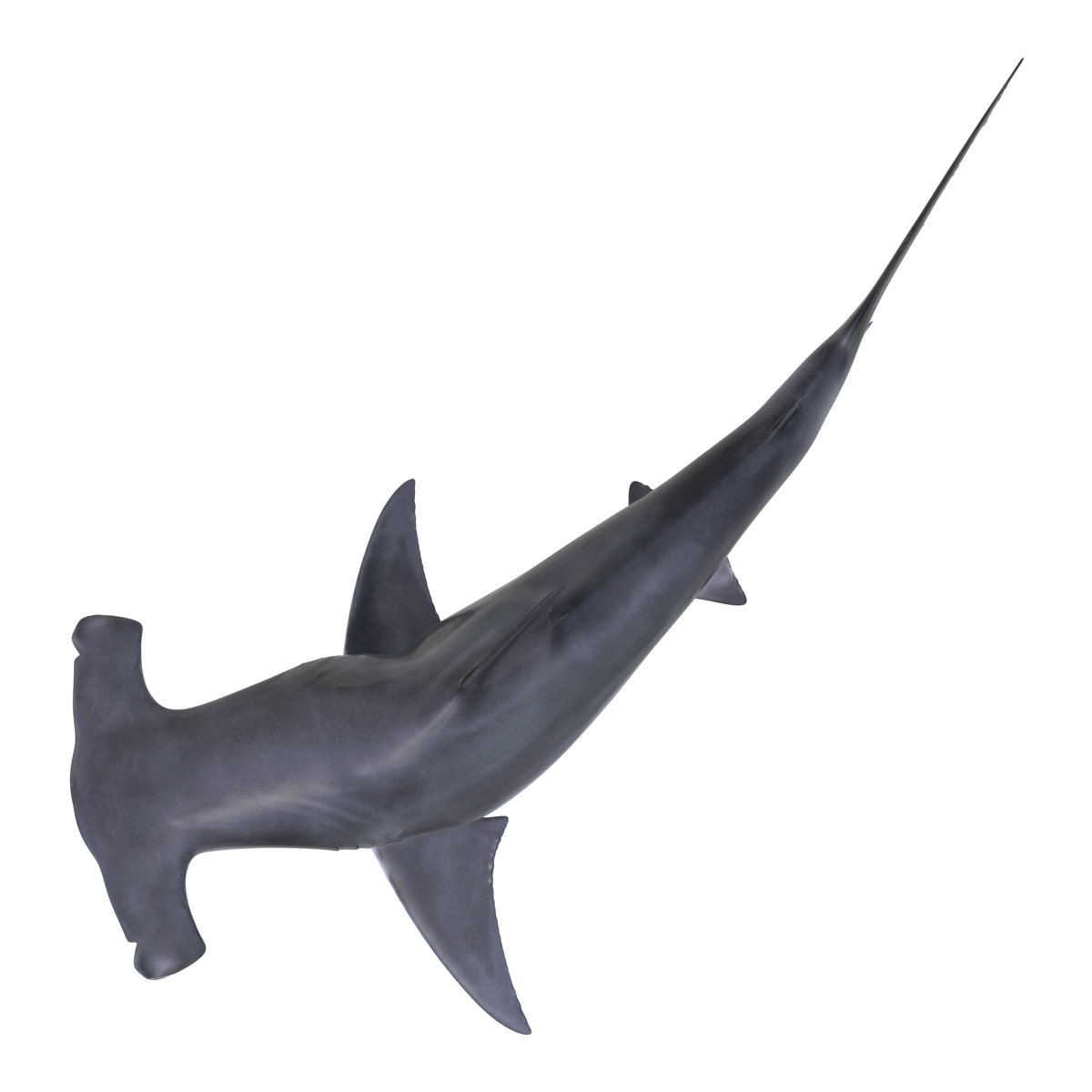 Great Hammerhead Shark Pose 2 3D model