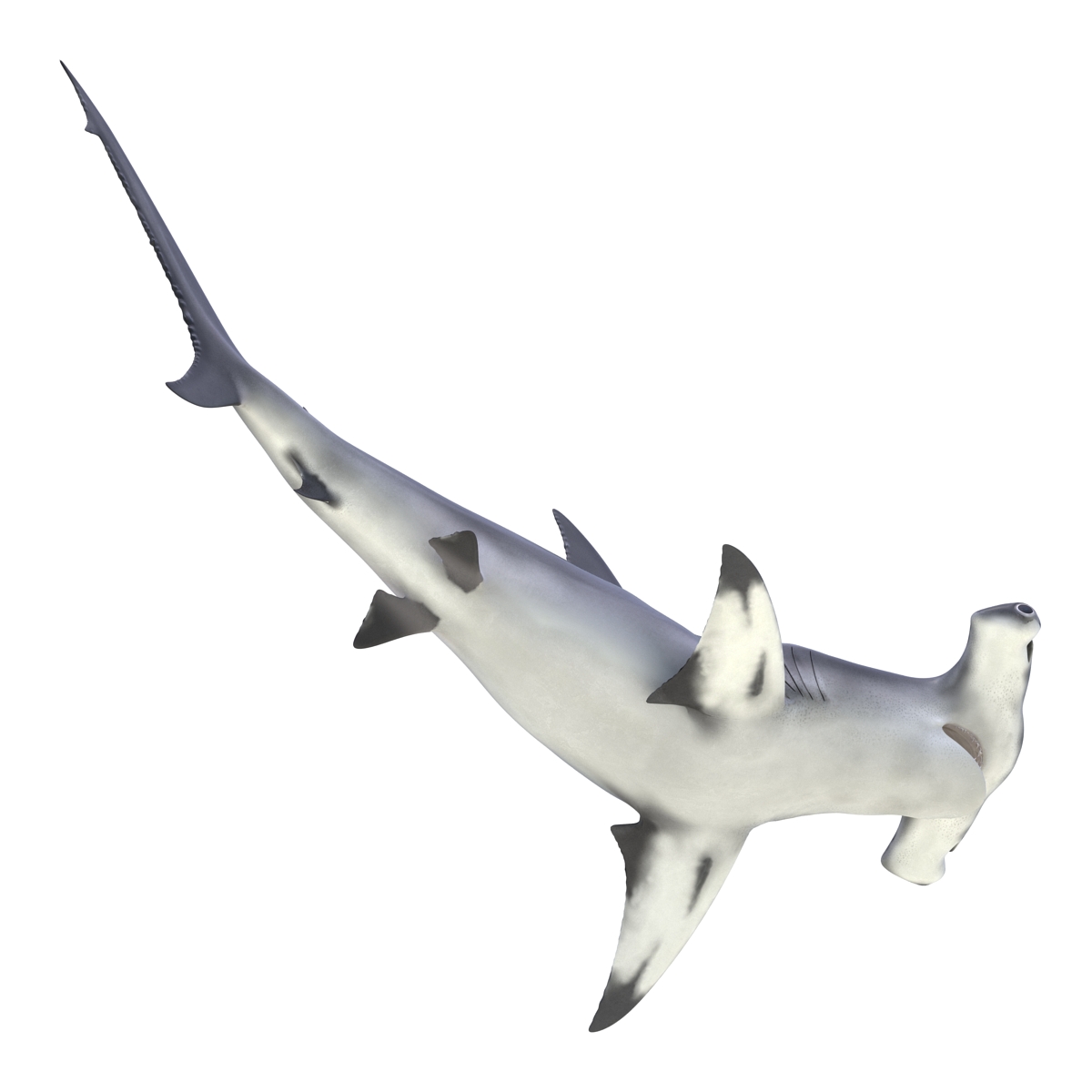 Great Hammerhead Shark Pose 2 3D model