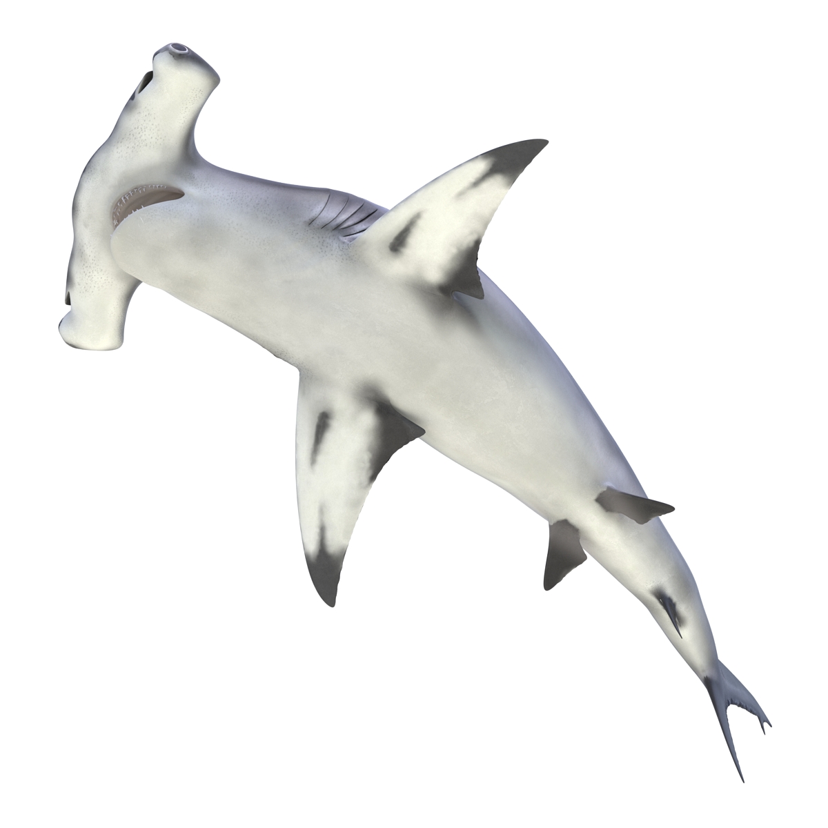 Great Hammerhead Shark Pose 2 3D model