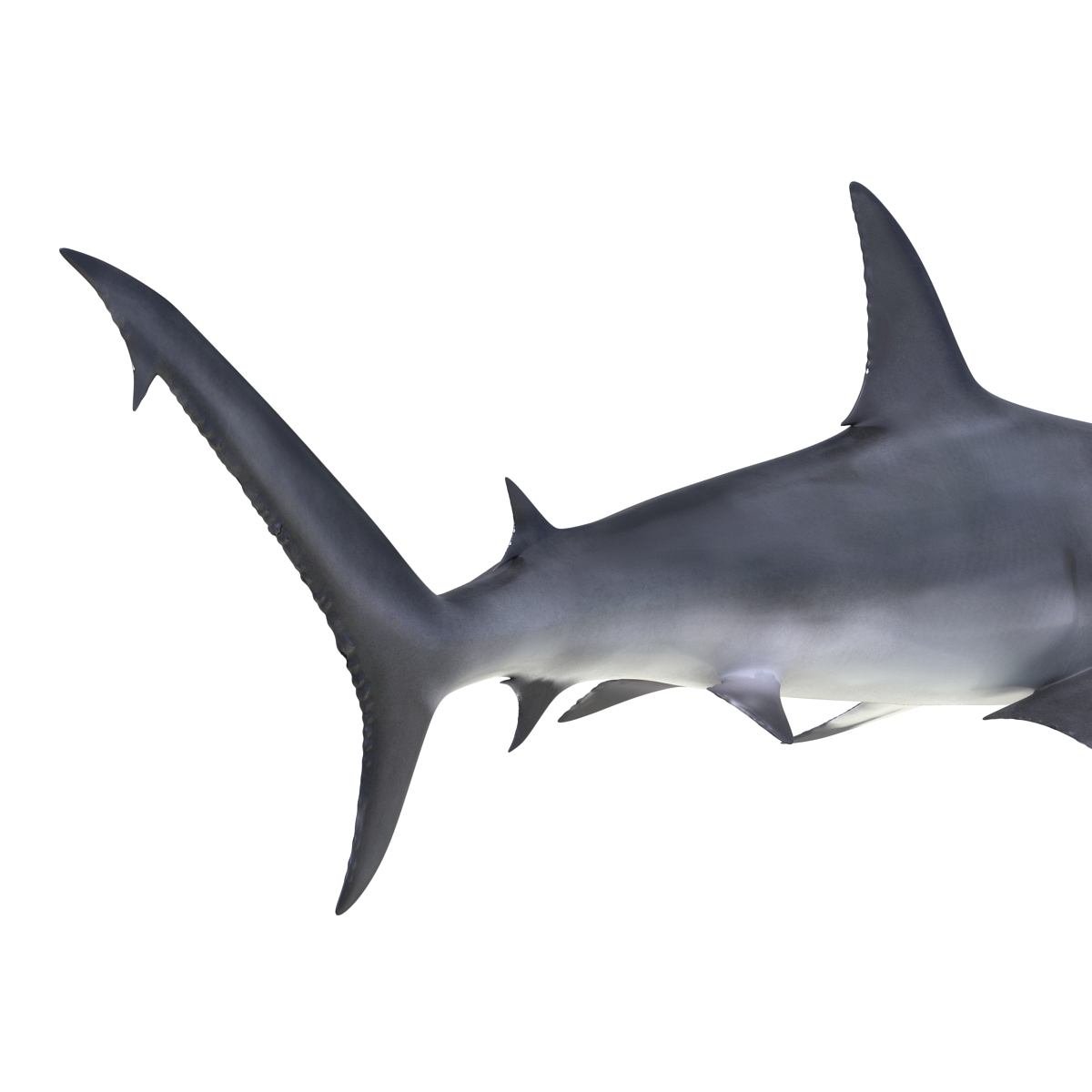 Great Hammerhead Shark Pose 2 3D model