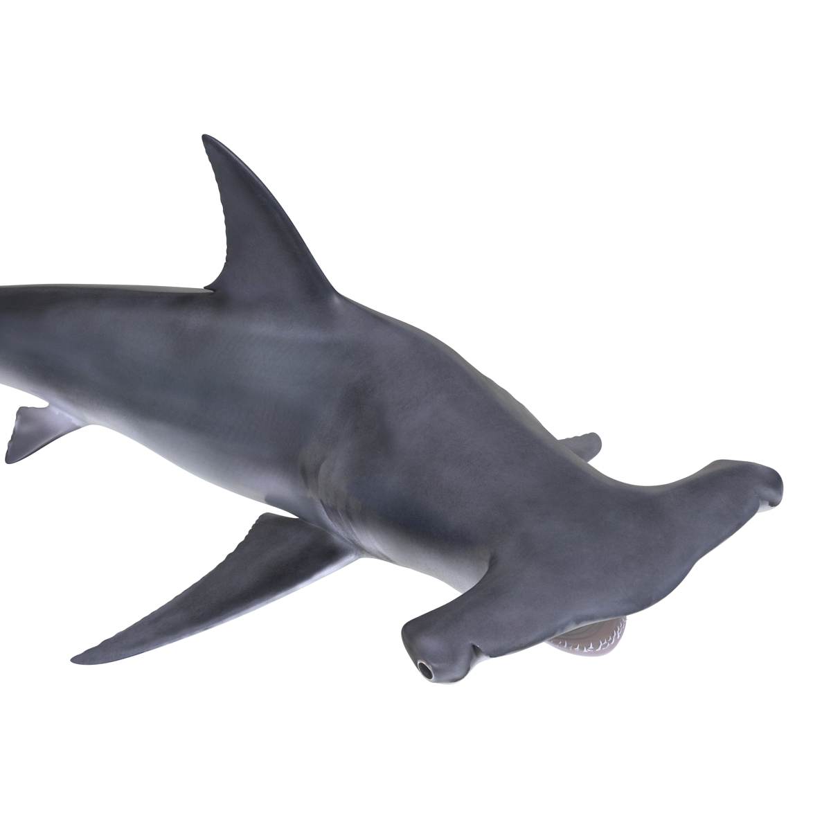 Great Hammerhead Shark Pose 2 3D model