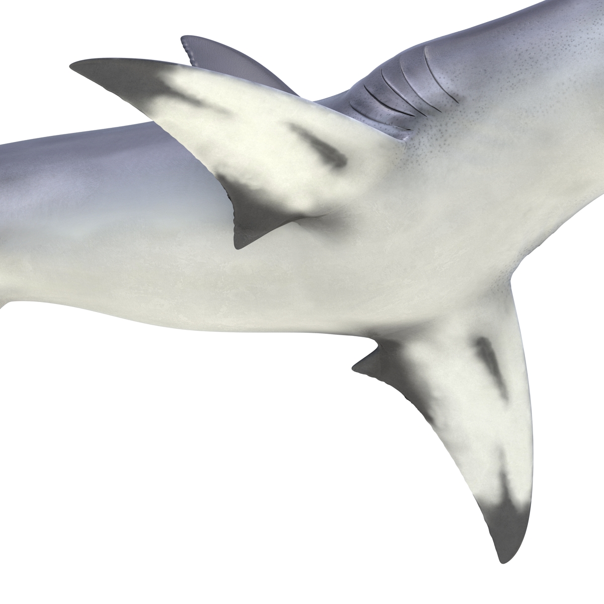 Great Hammerhead Shark Pose 2 3D model