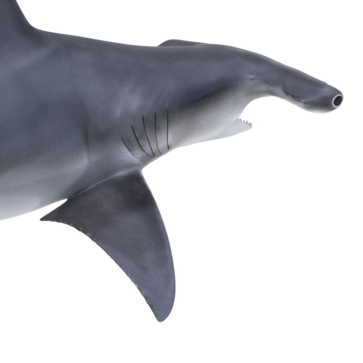 Great Hammerhead Shark Pose 2 3D model