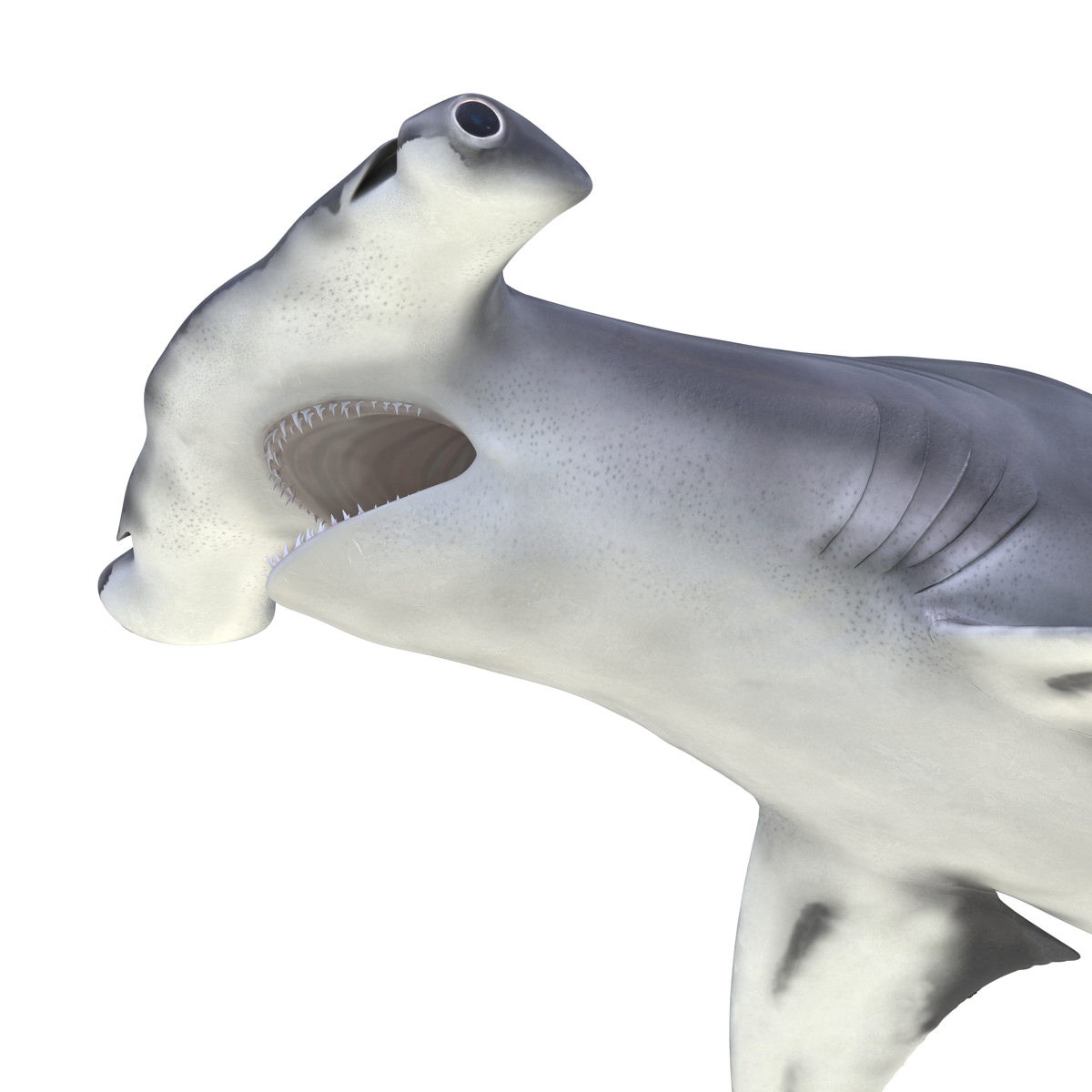 Great Hammerhead Shark Pose 2 3D model