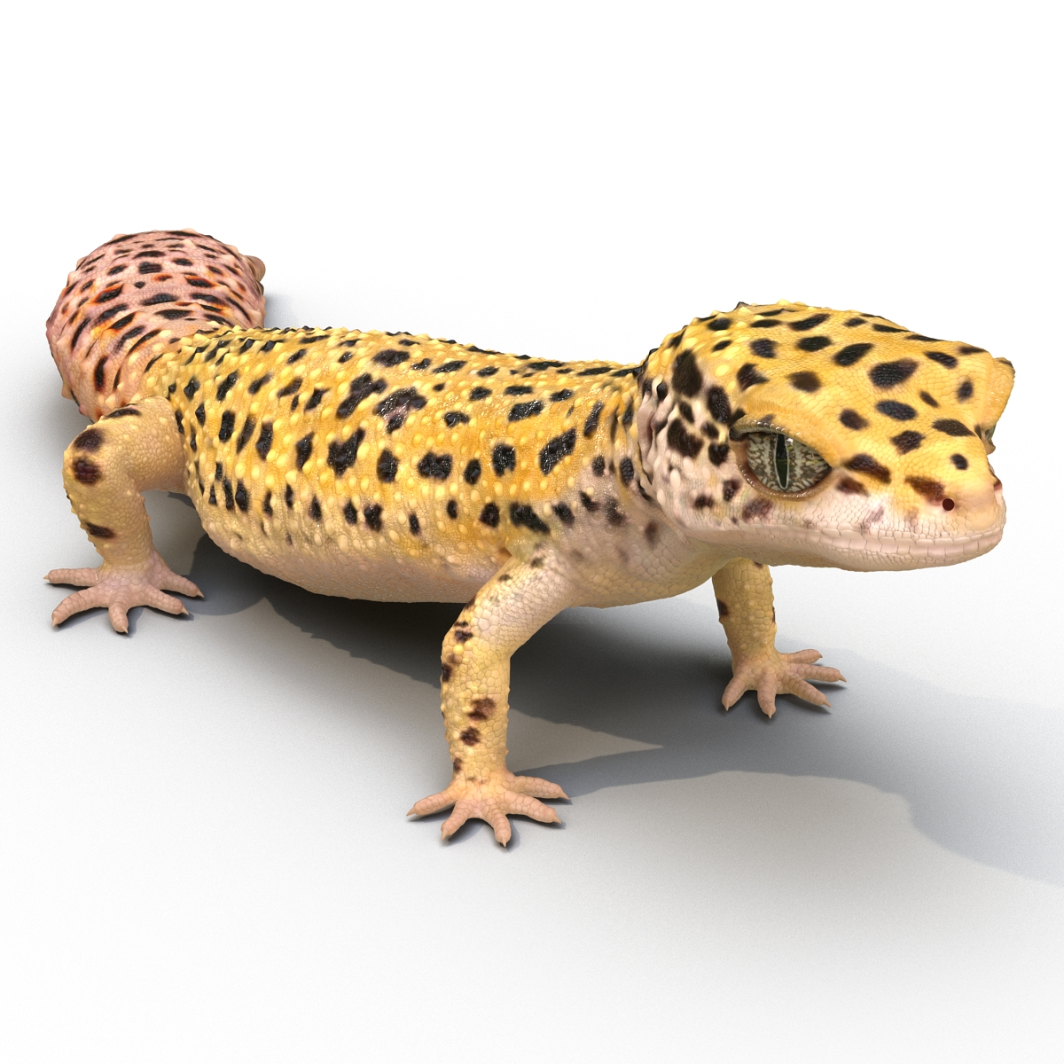 3D model Leopard Gecko Rigged