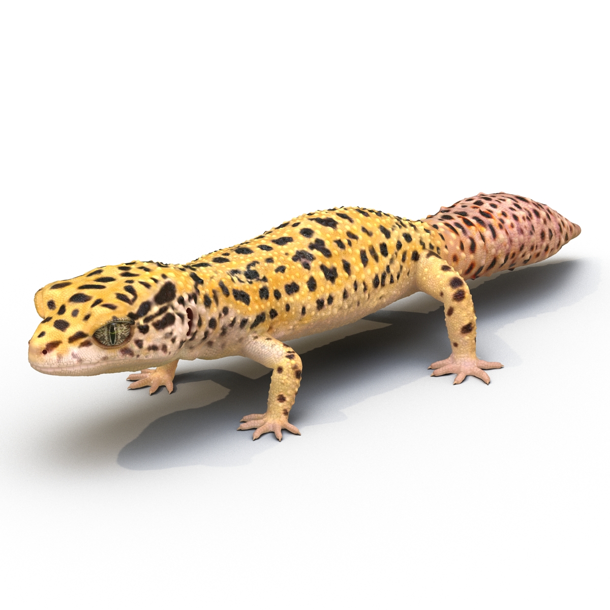 3D model Leopard Gecko Rigged