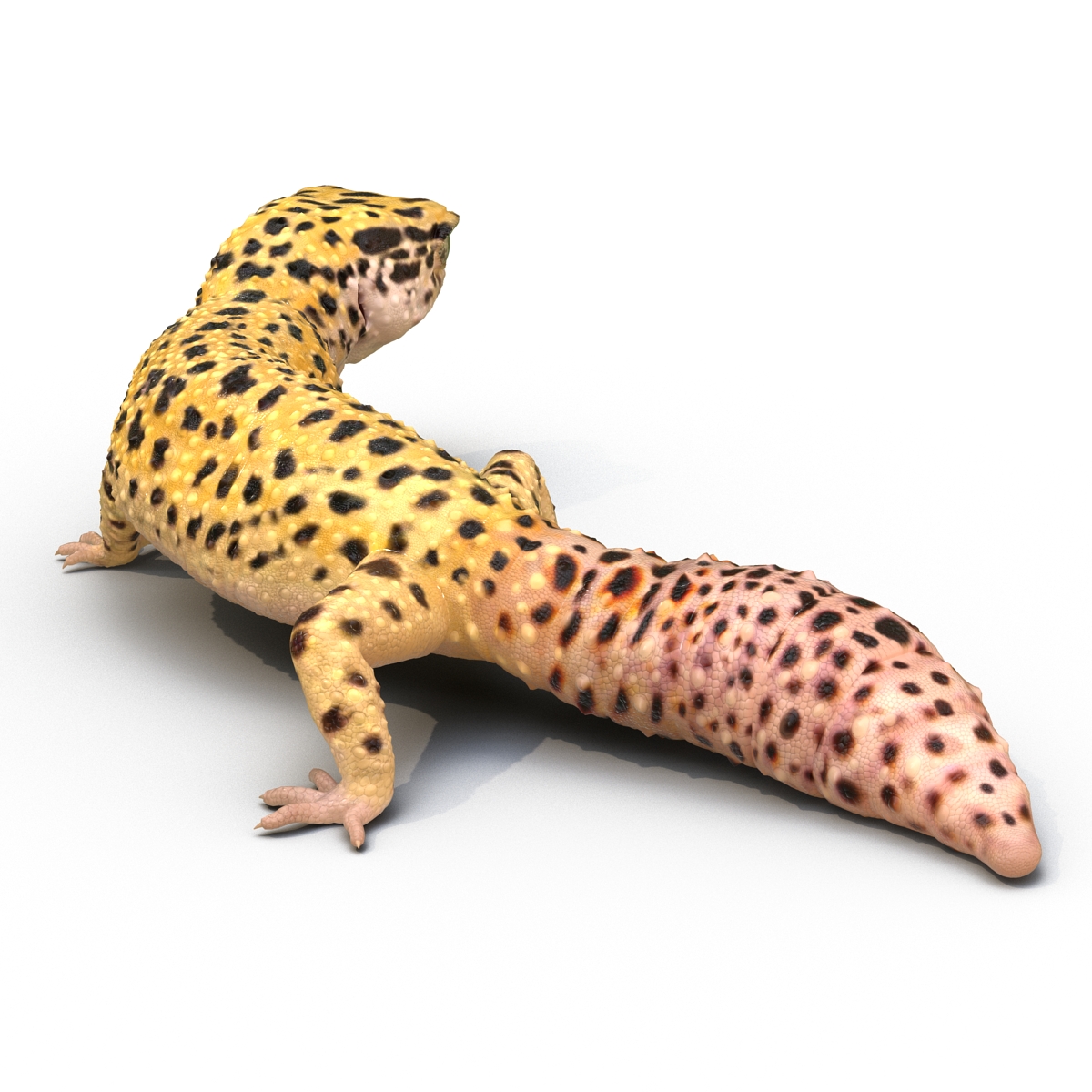 3D model Leopard Gecko Rigged