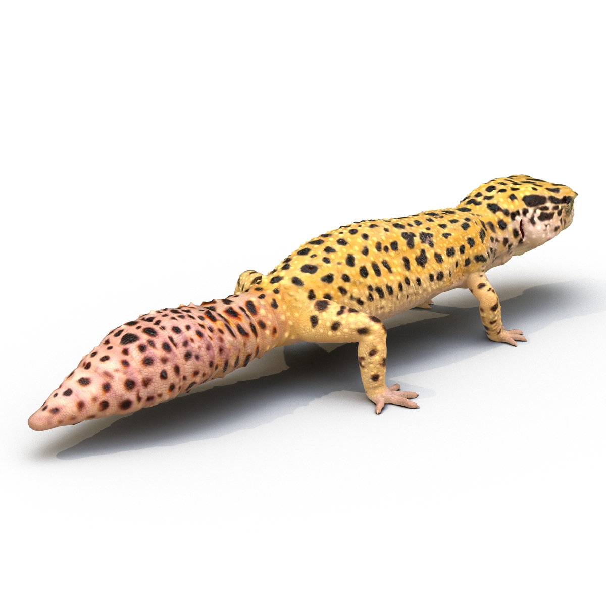 3D model Leopard Gecko Rigged