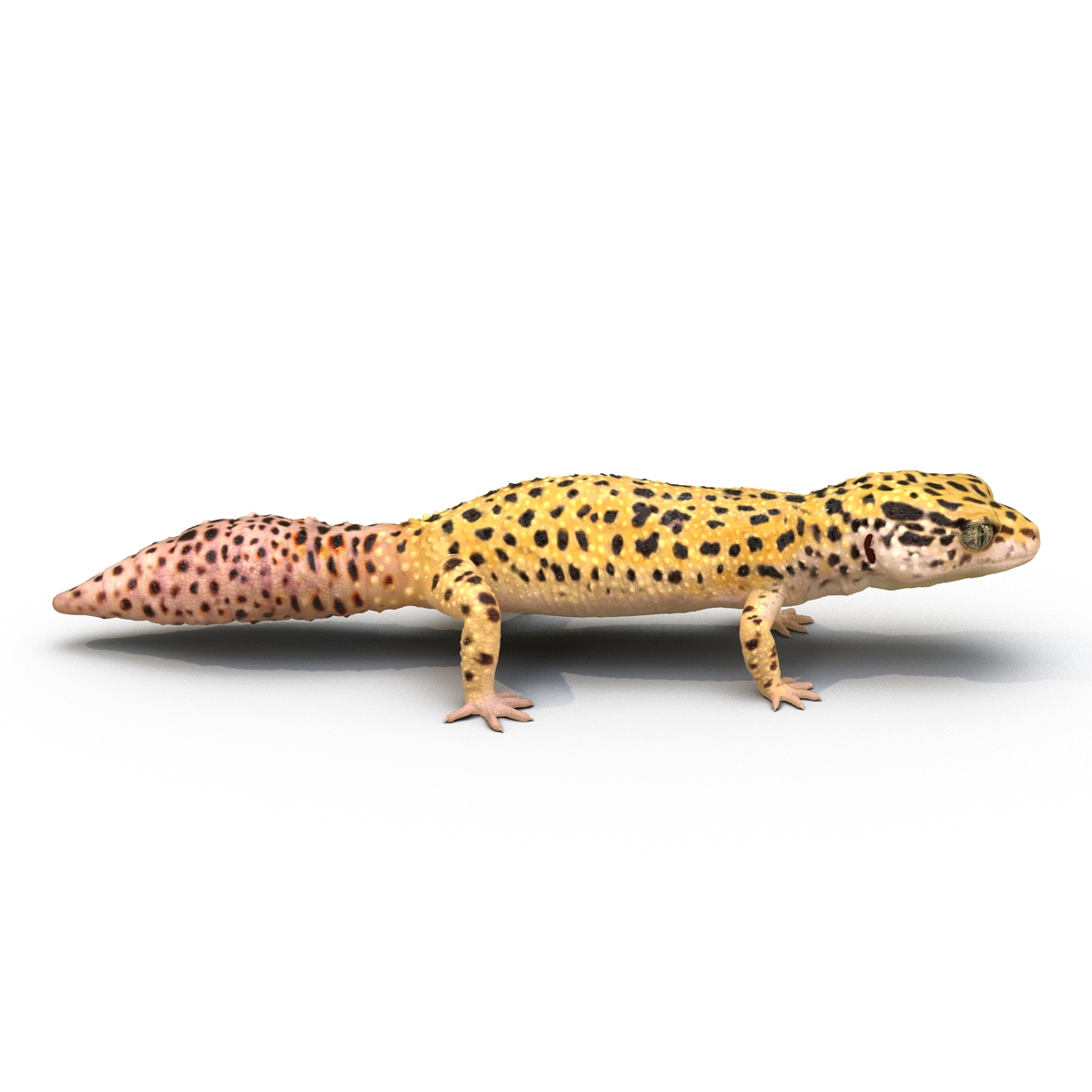 3D model Leopard Gecko Rigged