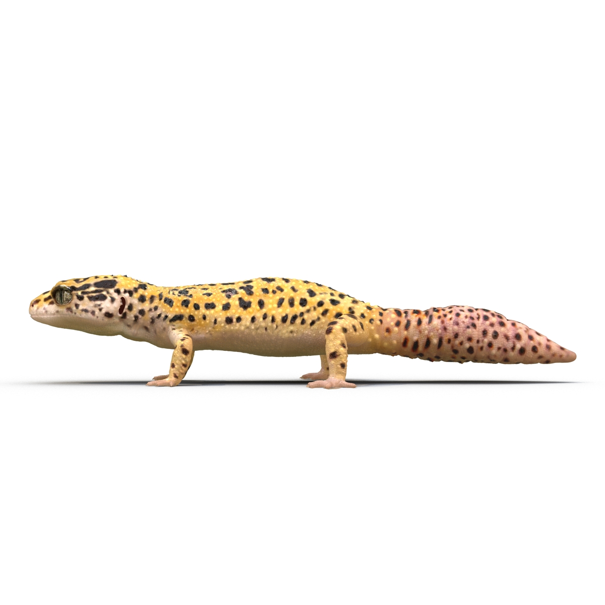 3D model Leopard Gecko Rigged