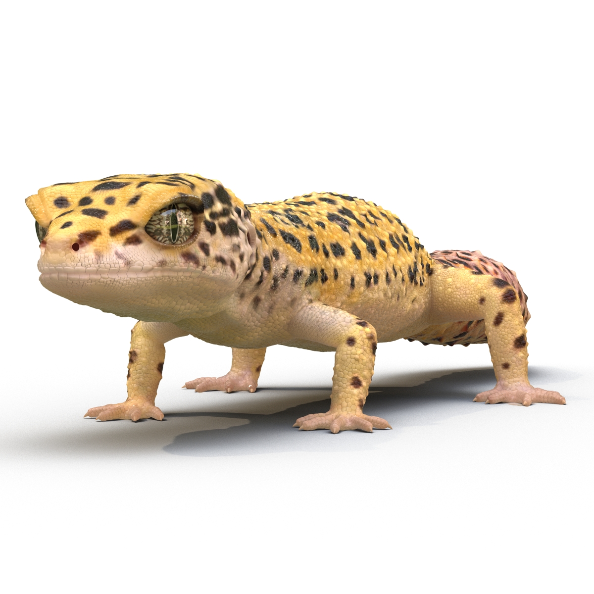 3D model Leopard Gecko Rigged