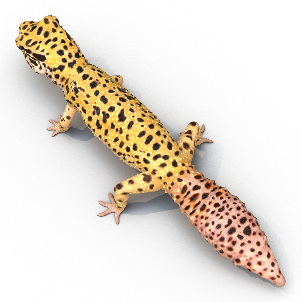 3D model Leopard Gecko Rigged