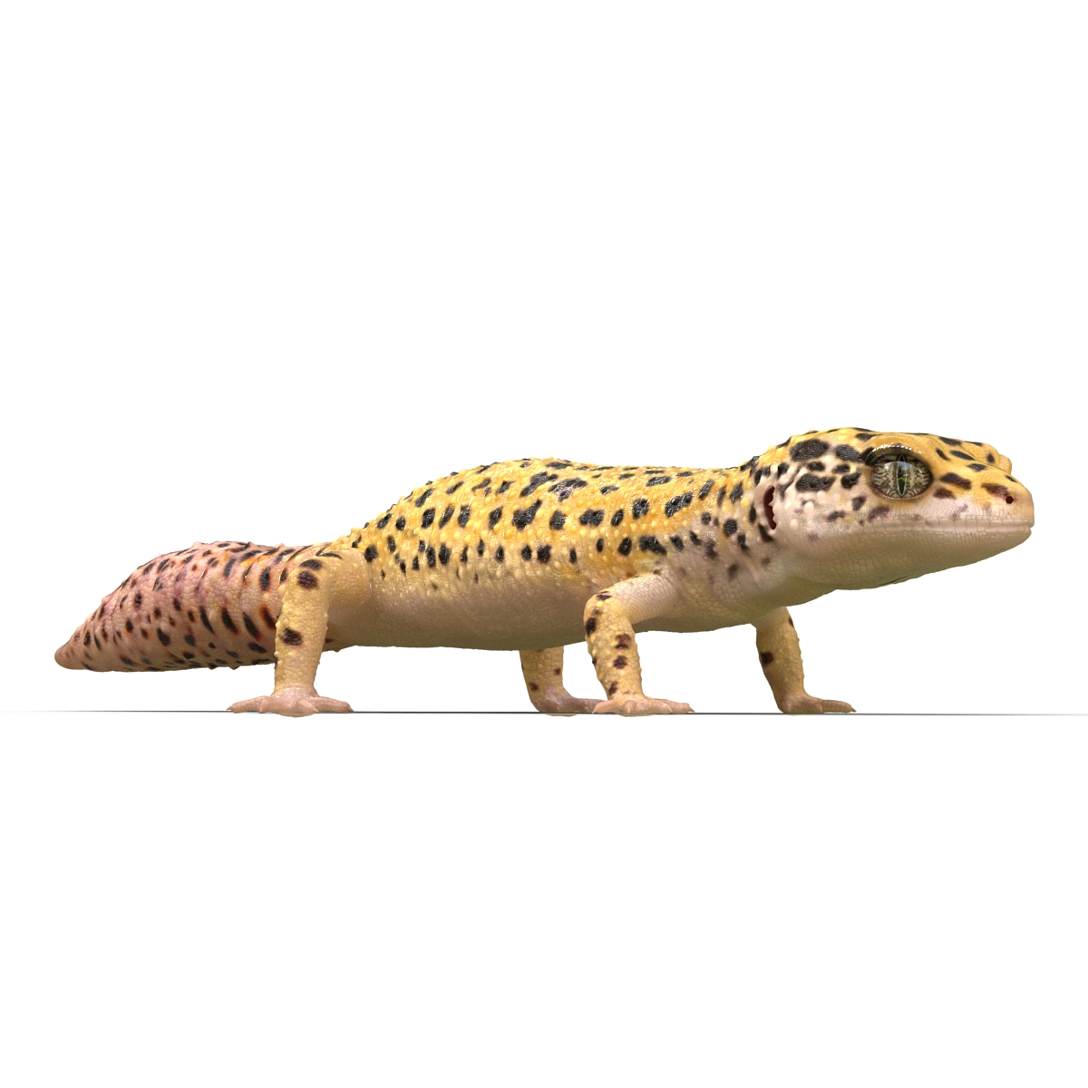 3D model Leopard Gecko Rigged