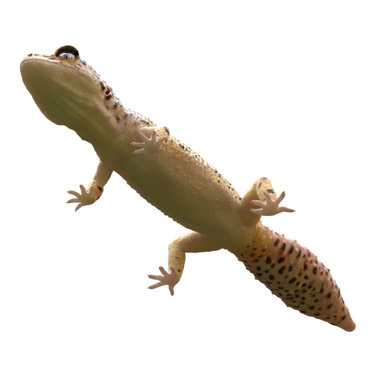 3D model Leopard Gecko Rigged