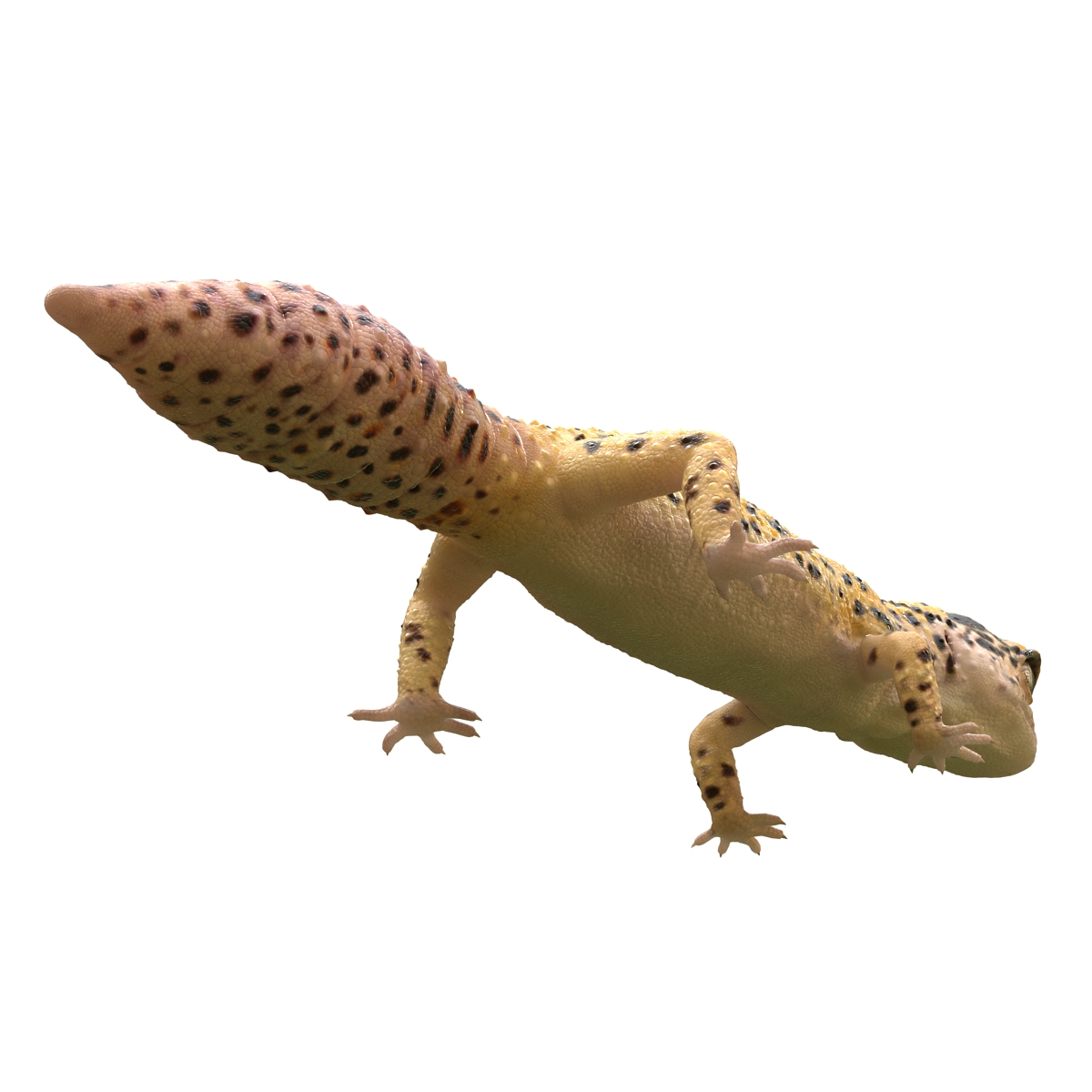 3D model Leopard Gecko Rigged