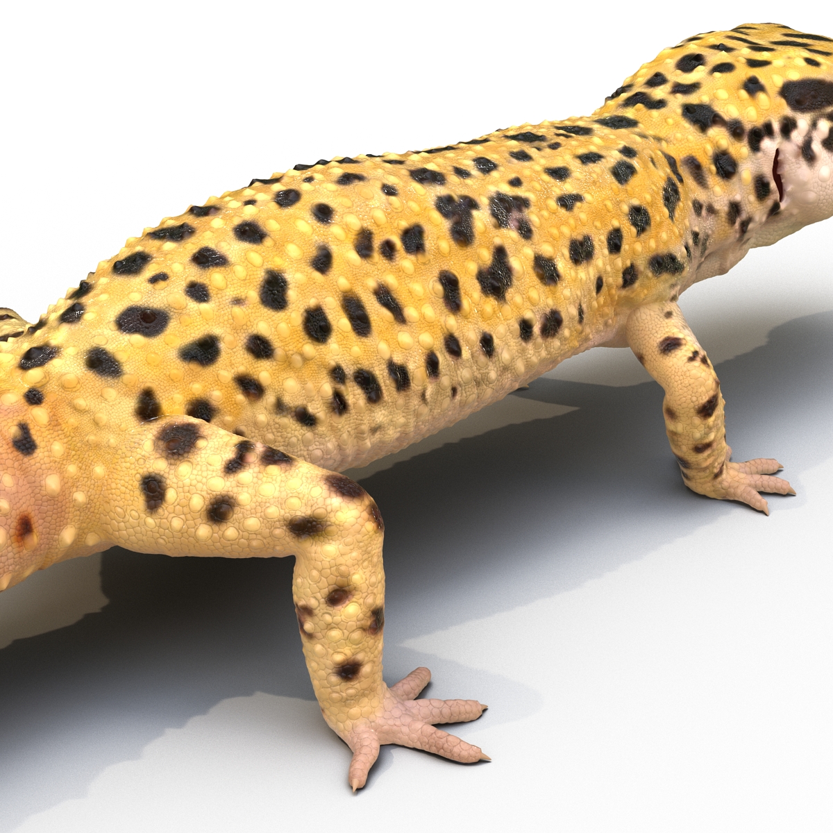 3D model Leopard Gecko Rigged