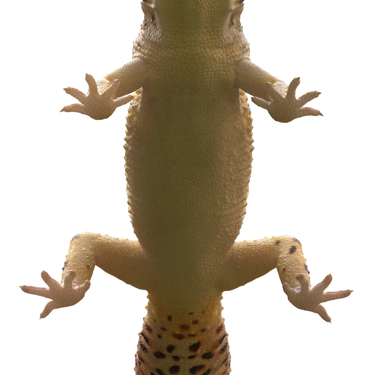 3D model Leopard Gecko Rigged