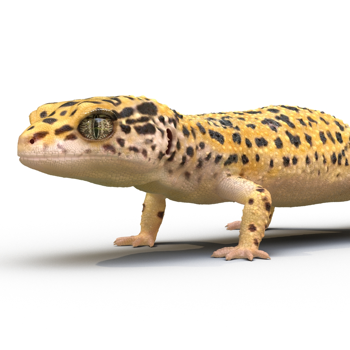 3D model Leopard Gecko Rigged