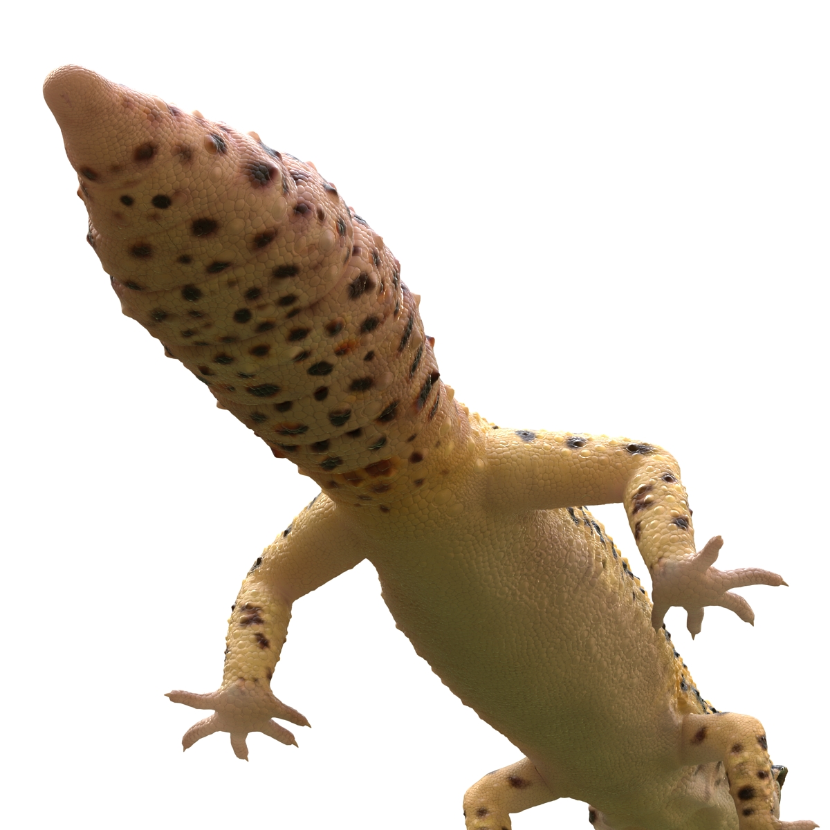 3D model Leopard Gecko Rigged