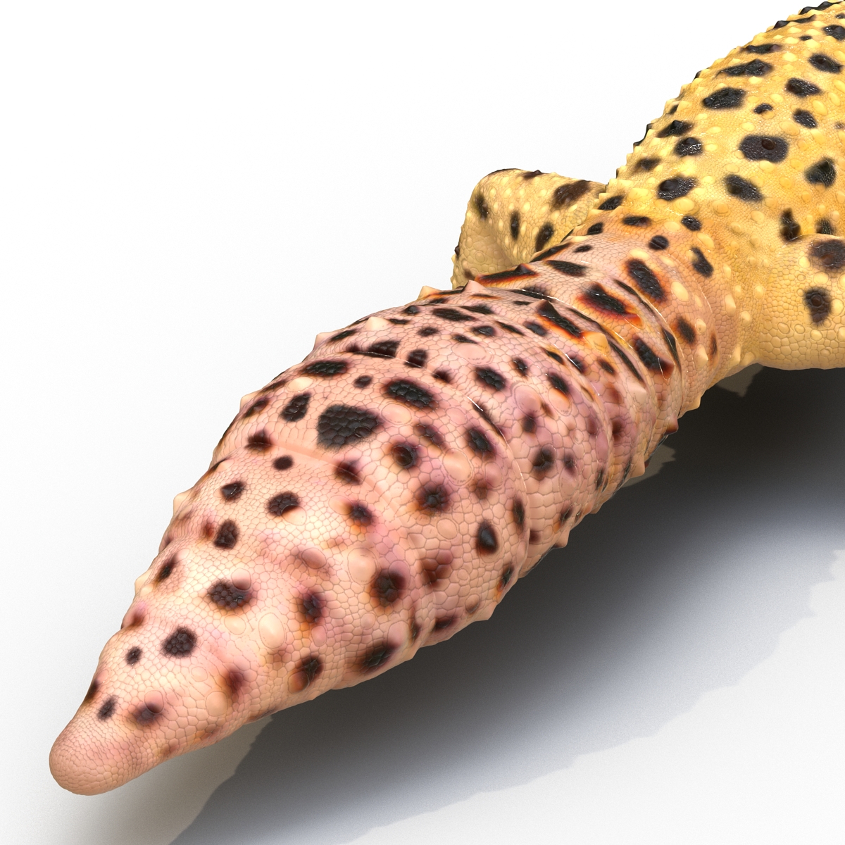 3D model Leopard Gecko Rigged