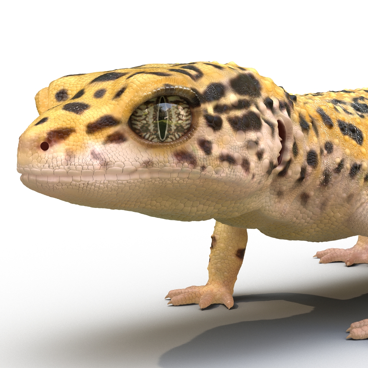 3D model Leopard Gecko Rigged