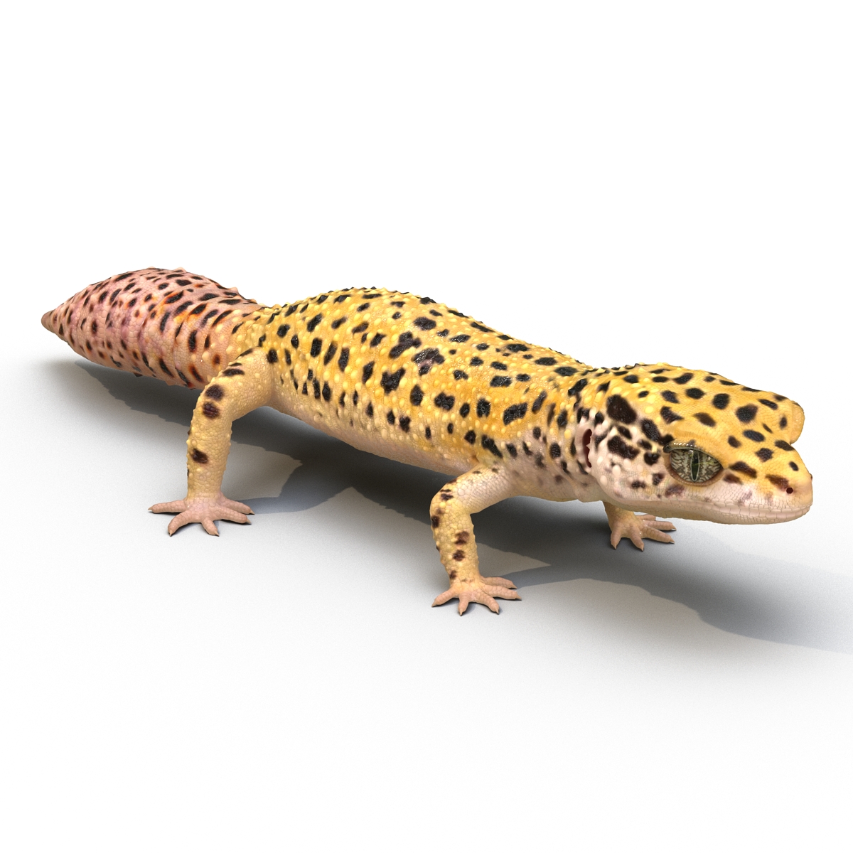 3D Leopard Gecko model